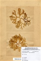 藏品(唸珠鮮奈藻)的圖片